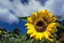 girasole